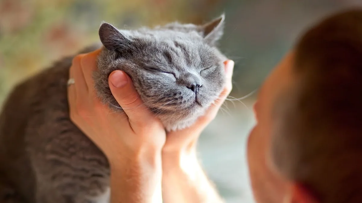 Communication féline : les chercheurs s'intéressent au clignement lent des yeux