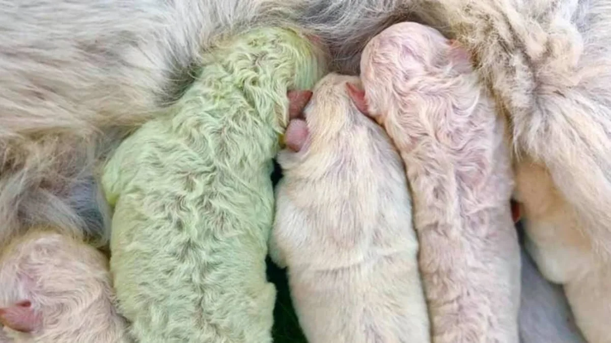Mystère génétique en Sardaigne : la naissance d'un chiot à la robe inhabituelle