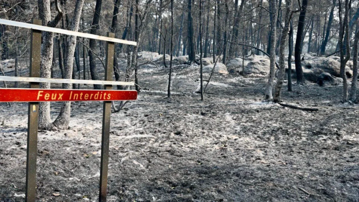 Incendie massif dans la forêt de Fontainebleau : un bilan matériel lourd et une piste criminelle privilégiée