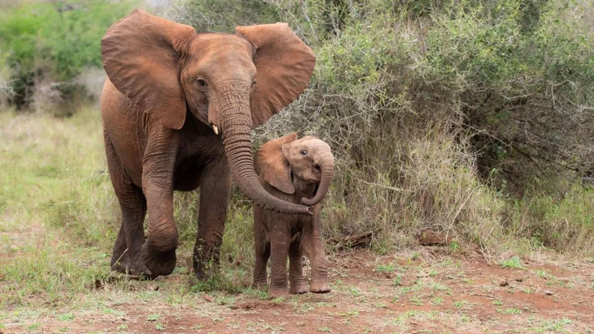 Drame en Zambie : deux touristes décédées lors d'une attaque d'éléphant dans un parc national
