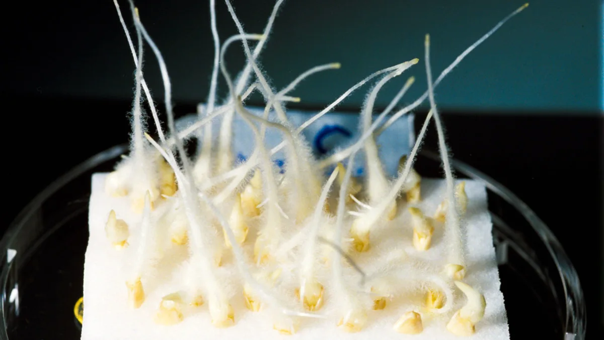 Absence d'upwelling au large du Panama : un phénomène océanographique inédit en quarante ans